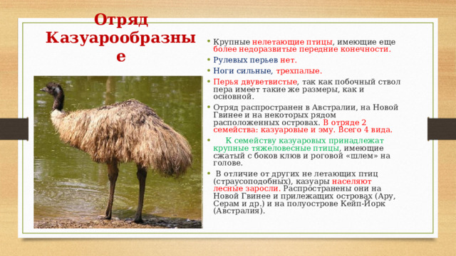 Отряд Казуарообразные Крупные нелетающие птицы , имеющие еще более недоразвитые передние конечности. Рулевых перьев нет. Ноги сильные, трехпалые. Перья двуветвистые , так как побочный ствол пера имеет такие же размеры, как и основной. Отряд распространен в Австралии, на Новой Гвинее и на некоторых рядом расположенных островах. В отряде 2 семейства: казуаровые и эму. Всего 4 вида.       К семейству казуаровых принадлежат крупные тяжеловесные птицы , имеющие сжатый с боков клюв и роговой «шлем» на голове.  В отличие от других не летающих птиц (страусоподобных), казуары населяют лесные заросли. Распространены они на Новой Гвинее и прилежащих островах (Ару, Серам и др.) и на полуострове Кейп-Йорк (Австралия). 