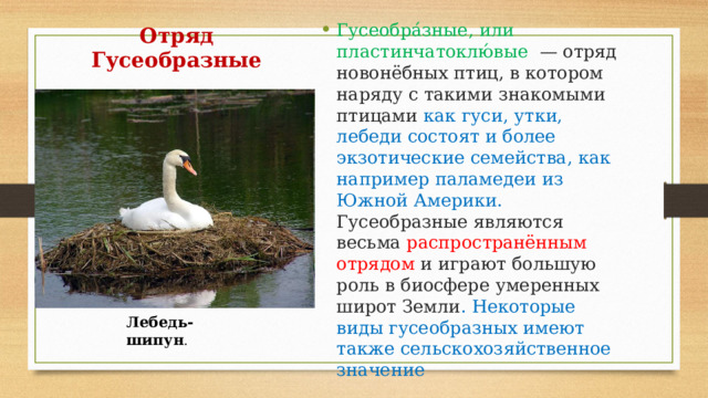 Отряд Гусеобразные Гусеобра́зные, или пластинчатоклю́вые  — отряд новонёбных птиц, в котором наряду с такими знакомыми птицами как гуси, утки, лебеди состоят и более экзотические семейства, как например паламедеи из Южной Америки. Гусеобразные являются весьма распространённым отрядом и играют большую роль в биосфере умеренных широт Земли . Некоторые виды гусеобразных имеют также сельскохозяйственное значение  Лебедь-шипун . 