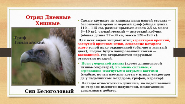 Отряд Дневные Хищные . Самые крупные из хищных птиц нашей страны — белоплечий орлан и черный гриф (общая длина 110— 115 см, размах крыльев около 2,5 м, масса 8—10 кг), самый мелкий — амурский кобчик (общая длина 27—30 см, масса 120—150 г).  Для всех видов хищных птиц характерен крепкий, загнутый крючком клюв, основание которого одето голой ярко окрашенной (обычно в желтый цвет), подчас будто лакированной кожей — восковицей , где открываются наружные отверстия ноздрей.  Ноги умеренной длины (кроме длинноногой птицы-секретаря ), но очень сильные, с серповидно-изогнутыми острыми когтями (слабые, почти плоские когти у птицы-секретаря да у падалщиков: кондоров, грифов, каракар).  Пальцы относительно длинные, на подошвенной их стороне имеются подушечки, помогающие удерживать добычу. Гриф Гималайский Сип Белоголовый 