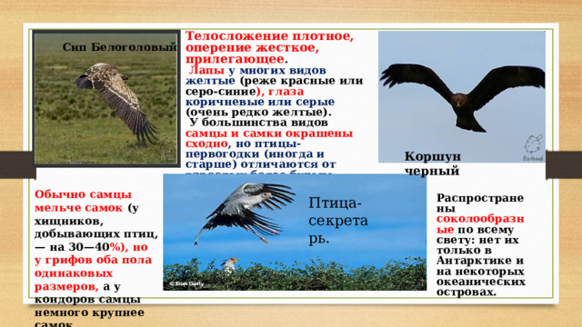 Телосложение плотное, оперение жесткое, прилегающее .  Лапы у многих видов желтые (реже красные или серо-синие ), глаза коричневые или серые (очень редко желтые).  У большинства видов самцы и самки окрашены сходно , но птицы-первогодки (иногда и старше) отличаются от взрослых более бурым однотонным цветом; как правило, молодые окраской оперения напоминают самок.  Сип Белоголовый Коршун черный Обычно самцы мельче самок (у хищников, добывающих птиц,— на 30—40 %), но у грифов оба пола одинаковых размеров, а у кондоров самцы немного крупнее самок. Птица-секретарь. Распространены соколообразные по всему свету: нет их только в Антарктике и на некоторых океанических островах. 