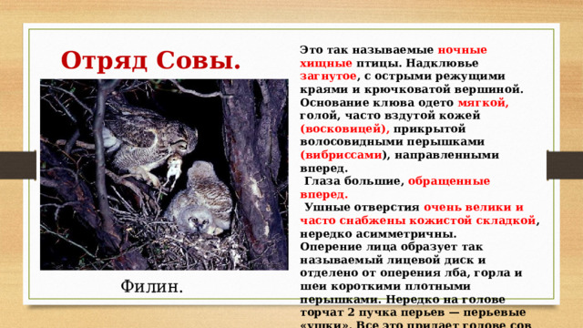 Это так называемые ночные хищные птицы. Надклювье загнутое , с острыми режущими краями и крючковатой вершиной. Основание клюва одето мягкой, голой, часто вздутой кожей (восковицей), прикрытой волосовидными перышками (вибриссами ), направленными вперед.  Глаза большие, обращенные вперед.  Ушные отверстия очень велики и часто снабжены кожистой складкой , нередко асимметричны. Оперение лица образует так называемый лицевой диск и отделено от оперения лба, горла и шеи короткими плотными перышками. Нередко на голове торчат 2 пучка перьев — перьевые «ушки». Все это придает голове сов определенную и характерную физиономию. Отряд Совы. Филин. 