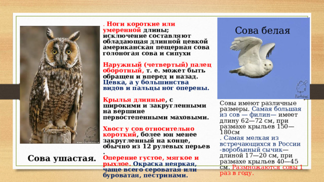 . Ноги короткие или умеренной длины; исключение составляют обладающая длинной цевкой американская пещерная сова голоногая сова и сипухи  Наружный (четвертый) палец оборотный, т. е. может быть обращен и вперед и назад. Цевка, a у большинства видов и пальцы ног оперены.  Крылья длинные , с широкими и закругленными на вершине первостепенными маховыми.  Хвост у сов относительно короткий , более юн менее закругленный на конце, обычно из 12 рулевых перьев . Оперение густое, мягкое и рыхлое. Окраска неяркая, чаще всего сероватая или буроватая, пестринами.  Самцы и самки у сов окрашены сход но, но самки превышают самцов по величине Сова белая Совы имеют различные размеры. Самая большая из сов — филин— имеет длину 62—72 см, при размахе крыльев 150—180см . Самая мелкая из встречающихся в России -воробьиный сычик — длиной 17—20 см, при размахе крыльев 40—45 см. Размножаются совы 1 раз в году. Сова ушастая. 