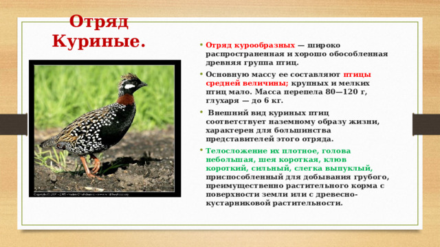 Отряд Куриные. Отряд курообразных — широко распространенная и хорошо обособленная древняя группа птиц. Основную массу ее составляют птицы средней величины; крупных и мелких птиц мало. Масса перепела 80—120 г, глухаря — до 6 кг.  Внешний вид куриных птиц соответствует наземному образу жизни, характерен для большинства представителей этого отряда. Телосложение их плотное, голова небольшая, шея короткая, клюв короткий, сильный, слегка выпуклый, приспособленный для добывания грубого, преимущественно растительного корма с поверхности земли или с древесно-кустарниковой растительности. 