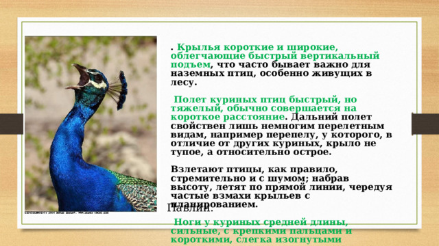 . Крылья короткие и широкие, облегчающие быстрый вертикальный подъем , что часто бывает важно для наземных птиц, особенно живущих в лесу.   Полет куриных птиц быстрый, но тяжелый, обычно совершается на короткое расстояние . Дальний полет свойствен лишь немногим перелетным видам, например перепелу, у которого, в отличие от других куриных, крыло не тупое, а относительно острое.  Взлетают птицы, как правило, стремительно и с шумом; набрав высоту, летят по прямой линии, чередуя частые взмахи крыльев с планированием.   Ноги у куриных средней длины, сильные, с крепкими пальцами и короткими, слегка изогнутыми когтями; с их помощью многие птицы разгребают поверхность почвы при поиске пищи.  Павлин. 