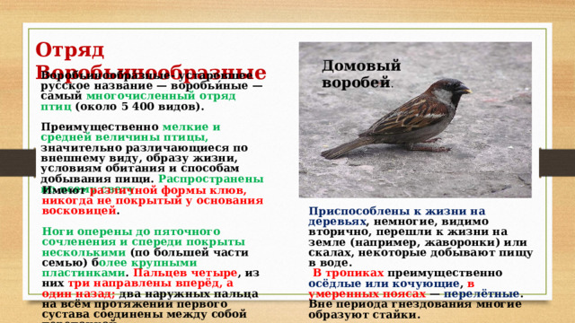 Отряд Воробьинообразные Домовый воробей . Воробьинообра́зные- устаревшее русское название — воробьи́ные — самый многочисленный отряд птиц (около 5 400 видов).  Преимущественно мелкие и средней величины птицы, значительно различающиеся по внешнему виду, образу жизни, условиям обитания и способам добывания пищи. Распространены по всему свету. Имеют различной формы клюв, никогда не покрытый у основания восковицей .  Ноги оперены до пяточного сочленения и спереди покрыты несколькими (по большей части семью) б олее крупными пластинками . Пальцев четыре , из них три направлены вперёд, а один назад; два наружных пальца на всём протяжении первого сустава соединены между собой перепонкой. Приспособлены к жизни на деревьях , немногие, видимо вторично, перешли к жизни на земле (например, жаворонки) или скалах, некоторые добывают пищу в воде.  В тропиках преимущественно осёдлые или кочующие , в умеренных поясах  — перелётные . Вне периода гнездования многие образуют стайки. 