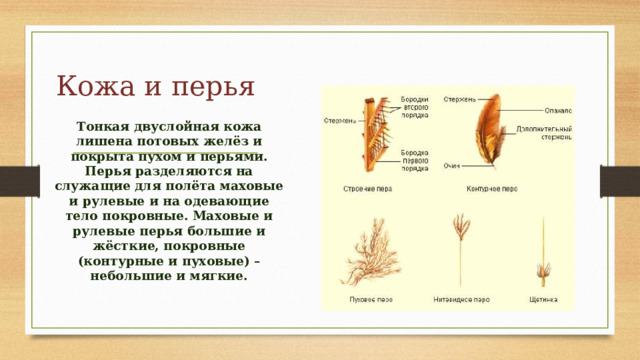 Кожа и перья Тонкая двуслойная кожа лишена потовых желёз и покрыта пухом и перьями. Перья разделяются на служащие для полёта маховые и рулевые и на одевающие тело покровные. Маховые и рулевые перья большие и жёсткие, покровные (контурные и пуховые) – небольшие и мягкие. 