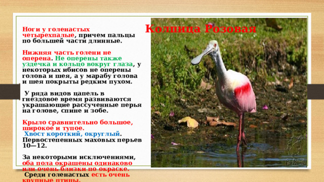 Колпица Розовая Ноги у голенастых четырехпалые , причем пальцы по большей части длинные.  Нижняя часть голени не оперена . Не оперены также уздечка и кольцо вокруг глаза , у некоторых ибисов не оперены голова и шея, а у марабу голова и шея покрыты редким пухом.   У ряда видов цапель в гнездовое время развиваются украшающие рассученные перья на голове, спине и зобе.  Крыло сравнительно большое, широкое и тупое.  Хвост короткий, округлый . Первостепенных маховых перьев 10—12.  За некоторыми исключениями, оба пола окрашены одинаково или очень близки по окраске.  Среди голенастых есть очень крупные птицы. 