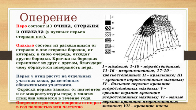 Оперение Перо состоит из очина , стержня и опахала  (у пуховых перьев стержня нет).  Опахало состоит из расходящихся от стержня в две стороны бородок, от которых, в свою очередь, отходят другие бородки. Крючки на бородках скрепляют их друг с другом, благодаря чему образуется поверхность пера.  Перья у птиц растут на отдельных участках кожи, разделённых обнаженными участками .  Окраска перьев зависит от пигментов и от микростуктуры пера; у многих птиц она меняется в течение года. Оперение и роговые покровы птиц раз в год полностью или частично обновляются. I – маховые: 1–10 – первостепенные, 11–16 – второстепенные, 17–19 – третьестепенные; II – крылышко; III – кроющие первостепенных маховых; IV – большие верхние кроющие второстепенных маховых; V – средние верхние кроющие второстепенных маховых; VI – малые верхние кроющие второстепенных маховых; VII – кроющие плеча 