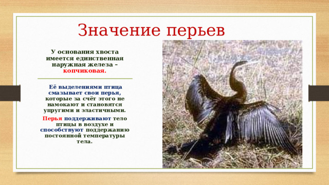 Значение перьев У основания хвоста имеется единственная наружная железа – копчиковая.   Её выделениями птица смазывает свои перья, которые за счёт этого не намокают и становятся упругими и эластичными. Перья  поддерживают тело птицы в воздухе и способствуют поддержанию постоянной температуры тела. 