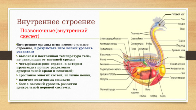 Внутреннее строение Позвоночные(внутренний скелет) Внутренние органы птиц имеют сложное строение, в результате чего новый уровень развития: - высокая и постоянная температура тела, не зависящая от внешней среды; - четырёхкамерное сердце, в котором происходит полное разделение артериальной крови и венозной; - срастание многих костей, наличие цевки; - наличие воздушных мешков; - более высокий уровень развития центральной нервной системы. 
