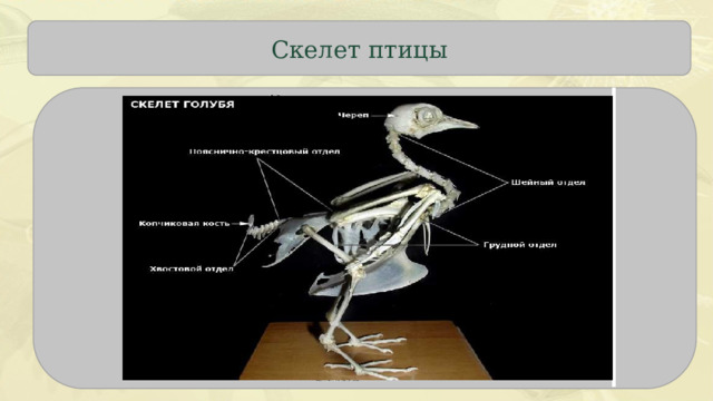 Скелет птицы  