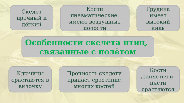 Скелет прочный и лёгкий Кости пневматические, имеют воздушные полости Грудина имеет высокий киль Особенности скелета птиц, связанные с полётом Прочность скелету придаёт срастание многих костей Ключицы срастаются в вилочку Кости запястья и пясти срастаются  