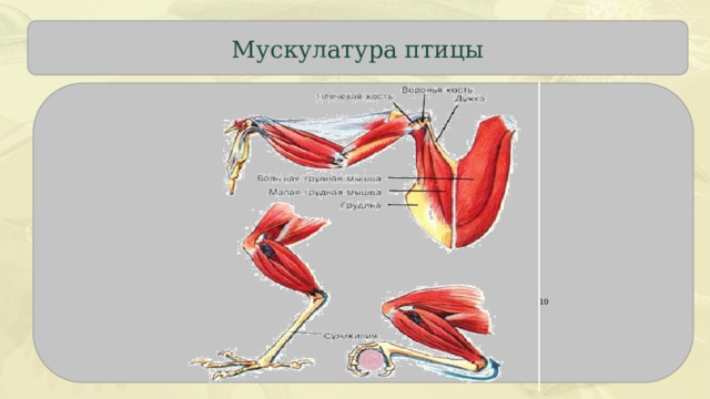 Мускулатура птицы  