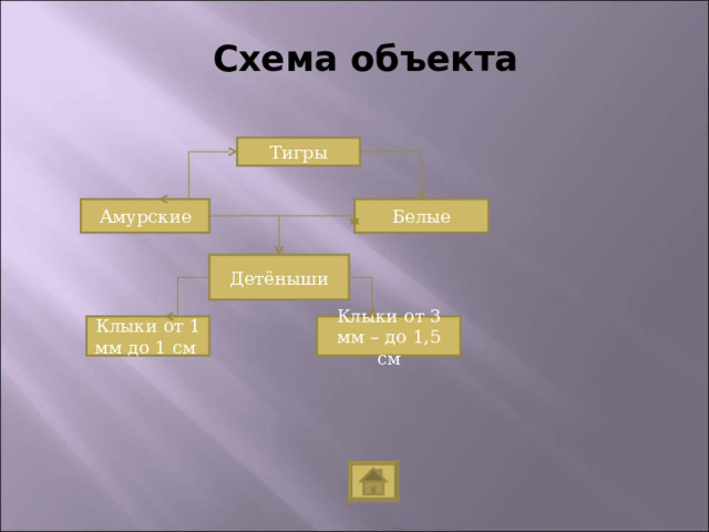 Схема объекта Тигры Амурские Белые Детёныши Клыки от 1 мм до 1 см Клыки от 3 мм – до 1,5 см 