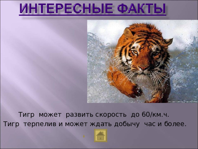Сколько скорость тигр