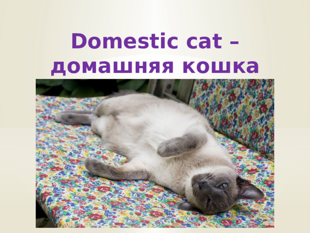 Domestic cat – домашняя кошка 
