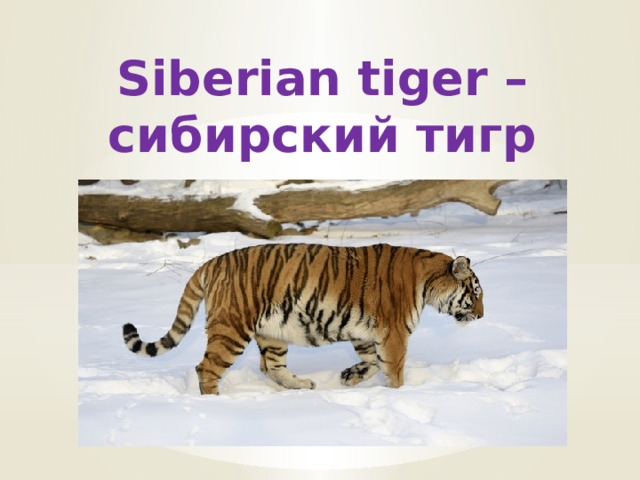 Siberian tiger – сибирский тигр 