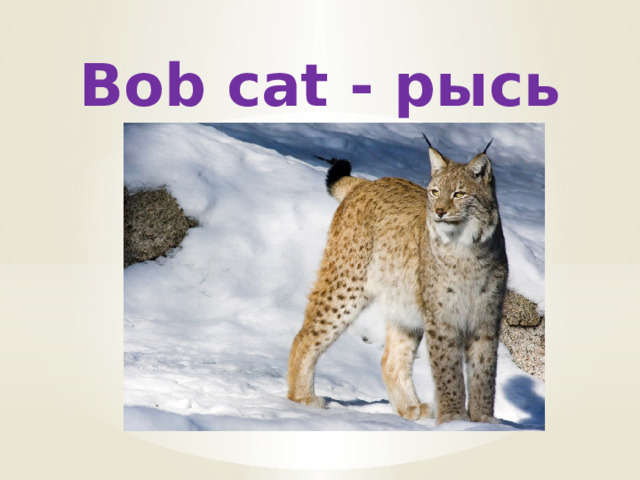 Bob cat - рысь 