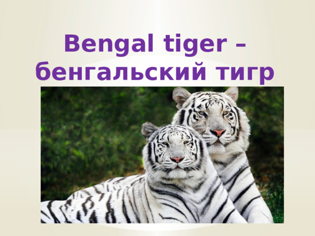 Bengal tiger – бенгальский тигр 