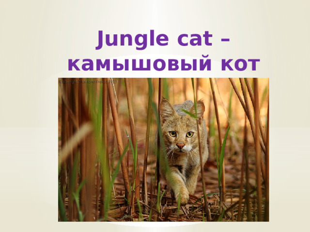 Jungle cat – камышовый кот 