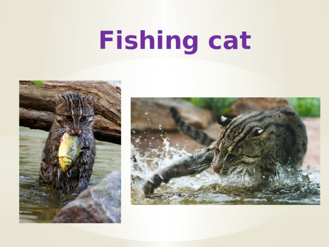 Fishing cat 