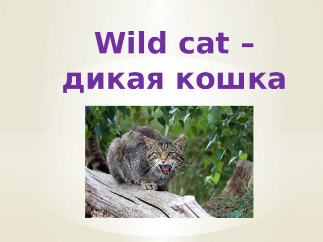 Wild cat – дикая кошка 