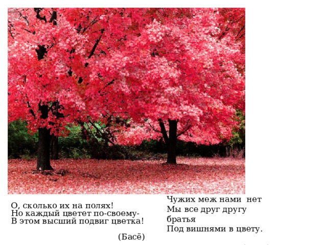 Чужих меж нами нет Мы все друг другу братья Под вишнями в цвету.  (Исса) О, сколько их на полях! Но каждый цветет по-своему- В этом высший подвиг цветка!  (Басё) 