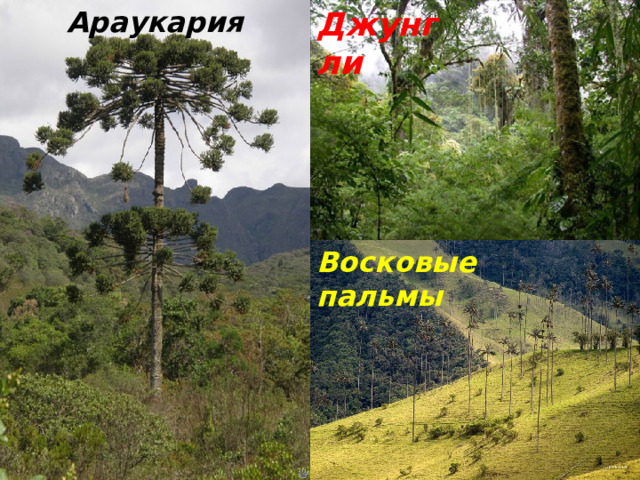 Джунгли Араукария Восковые пальмы 