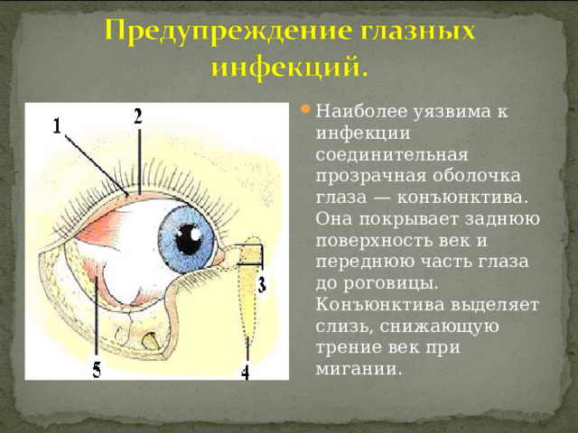 Наиболее уязвима к инфекции соединительная прозрачная оболочка глаза — конъюнктива. Она покрывает заднюю поверхность век и переднюю часть глаза до роговицы. Конъюнктива выделяет слизь, снижающую трение век при мигании.  