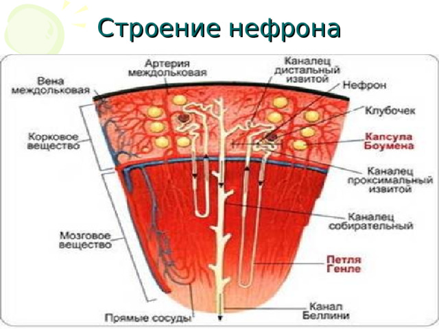 Строение нефрона 