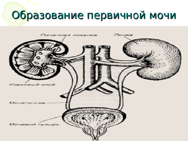 Образование первичной мочи 