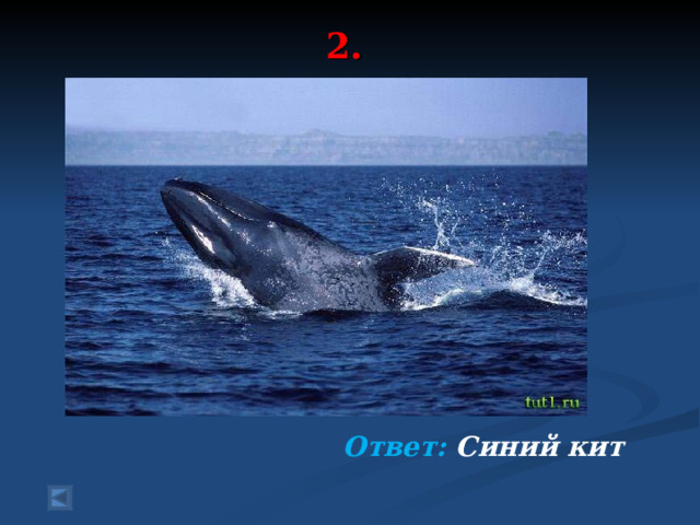 2.   70 баллов.  Усами ловит он планктон Хотя и весит много тонн. Да, посмотри-ка, может сам Он выпустить большой фонтан. Все океаны бороздит Самый крупный ……. ……  Ответ: Синий кит  