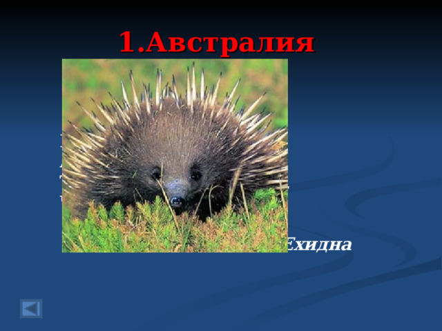 1.Австралия 80 баллов.  В сумке носит малыша, А похожа на ежа. Только все же ей обидно, Что зовут её …..  Ответ: Ехидна  