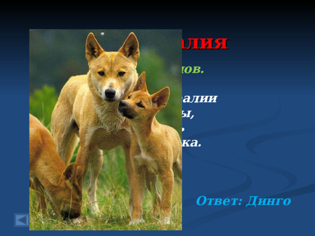  1.Австралия 100 баллов.   На пастбищах Австралии Овец не сосчитали бы, Но от одной осталась Сегодня лишь овчинка. Овечка та досталась Собаке дикой ….  Ответ: Динго  