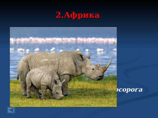 2.Африка 20 баллов.  Плохо жить на свете им - Рог растет всего один На носу, никак у всех. Если ваш услышит смех, То посмотрит очень строго. Не дразните …..  Ответ: Носорога  