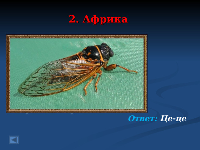 2. Африка 40 баллов .   Чур, ребята, не смеяться! Эту муху все боятся Её страшные укусы Вряд ли будут вам по вкусу. Муха на твоем лице! Прогони скорей - ….  Ответ: Це-це   