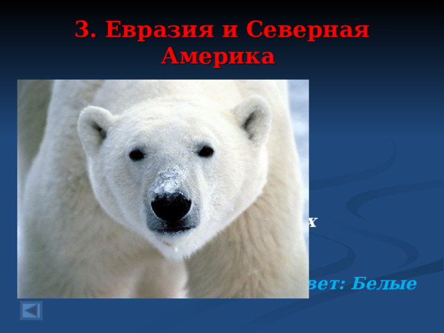3. Евразия и Северная Америка 60 баллов.   Разноцветные медведи, А практически соседи: Бурые в своих лесах Сильные и смелые, В северных полярных льдах Рыбу ловят - ….. Ответ: Белые  