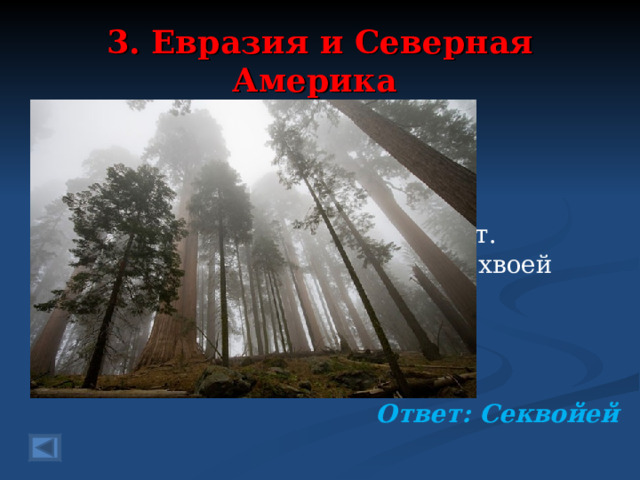 3. Евразия и Северная Америка 100 баллов  Этим деревья две тысячи лет. Выше деревьев, запомните, нет. Ветви покрыты густой темной хвоей Чудо –деревья зовутся …..   Ответ: Секвойей  