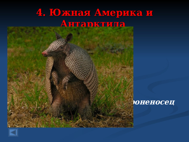 4. Южная Америка и Антарктида 40 баллов.   Он ни танк, ни миноносец, А в доспехах - ….. Ответ: Броненосец  