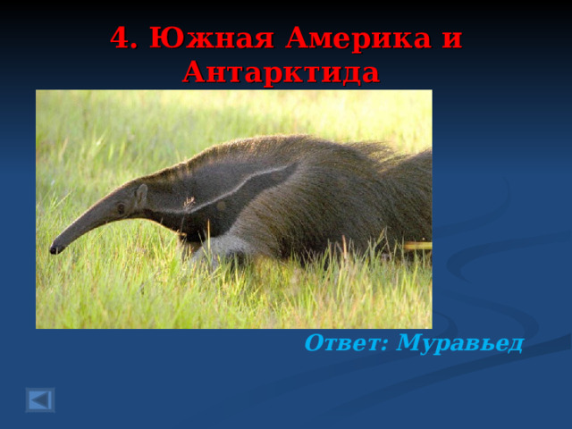 4. Южная Америка и Антарктида 60 баллов.  Кто термитники крушит, Муравейник ворошит, Их когтями разгребает, Насекомых поедает? Очень любит на обед Их голодный …… Ответ: Муравьед  