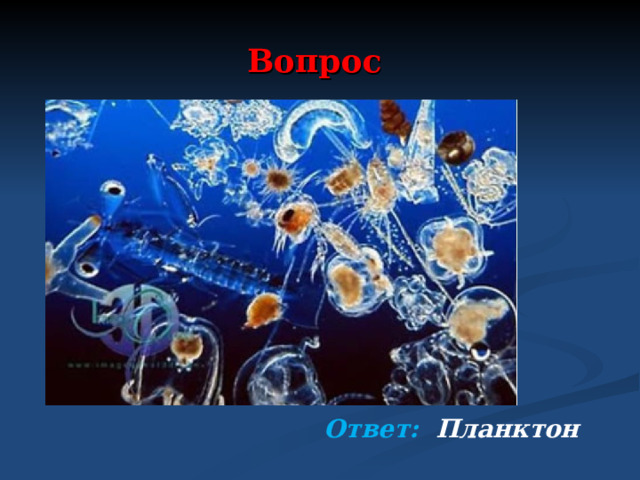 Вопрос  Живут в воде океанической Размерами микроскопические Водоросли и рачки, Медузы, даже червячки. И нам почти не виден он, А называется …..   Ответ: Планктон  