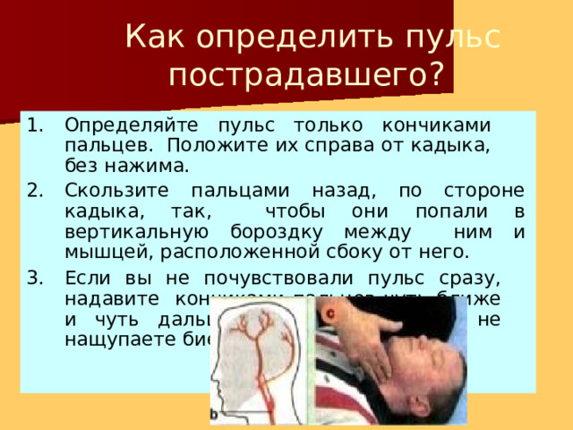 Как определить пульс пострадавшего? Определяйте пульс только кончиками пальцев. Положите их справа от кадыка, без  нажима. Скользите пальцами назад, по стороне кадыка, так, чтобы они попали в вертикальную бороздку между ним и мышцей, расположенной сбоку от  него. Если вы не почувствовали пульс сразу, надавите кончиками пальцев чуть ближе и чуть дальше от кадыка, пока не нащупаете  биение. 