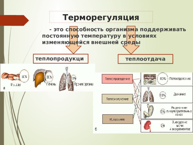 Механизмы теплопродукции. Роль отдельных органов в теплопродукции. Терморегуляция теплопродукция и теплоотдача.