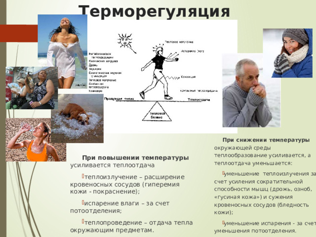 Мышечная дрожь терморегуляция. При понижении температуры окружающей среды теплопродукция. Теплообразование при мышечном сокращении. Теплообразование и теплоотдача.