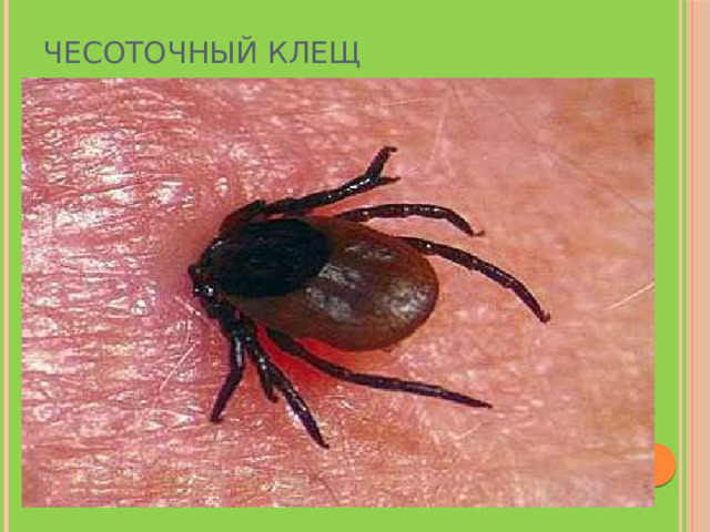 Чесоточный клещ 