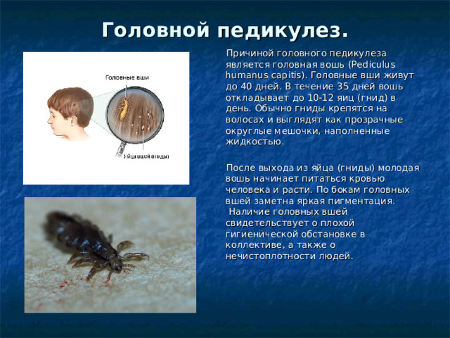 Головной педикулез.     Причиной головного педикулеза является головная вошь (Pediculus humanus capitis). Головные вши живут до 40 дней. В течение 35 дней вошь откладывает до 10-12 яиц (гнид) в день. Обычно гниды крепятся на волосах и выглядят как прозрачные округлые мешочки, наполненные жидкостью.     После выхода из яйца (гниды) молодая вошь начинает питаться кровью человека и расти. По бокам головных вшей заметна яркая пигментация.  Наличие головных вшей свидетельствует о плохой гигиенической обстановке в коллективе, а также о нечистоплотности людей.     