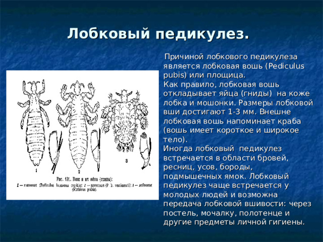 Лобковый педикулез.   Причиной лобкового педикулеза является лобковая вошь (Pediculus pubis) или площица.  Как правило, лобковая вошь откладывает яйца (гниды)  на коже лобка и мошонки. Размеры лобковой вши достигают 1-3 мм. Внешне лобковая вошь напоминает краба (вошь имеет короткое и широкое тело).  Иногда лобковый  педикулез встречается в области бровей, ресниц, усов, бороды, подмышечных ямок. Лобковый педикулез чаще встречается у молодых людей и возможна передача лобковой вшивости: через постель, мочалку, полотенце и другие предметы личной гигиены. 