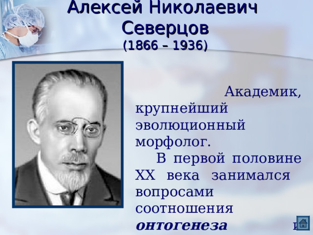 Алексей Николаевич Северцов  (1866 – 1936)  Академик, крупнейший эволюционный морфолог.  В первой половине XX века занимался вопросами соотношения онтогенеза и филогенеза. 