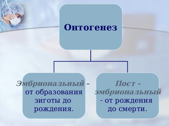 Онтогенез Эмбриональный  – от образования зиготы до рождения. Пост - эмбриональный  от рождения до смерти. 