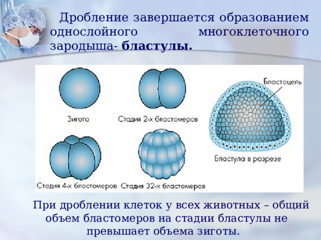 Рассмотрите рисунок на котором изображен процесс образования бластулы